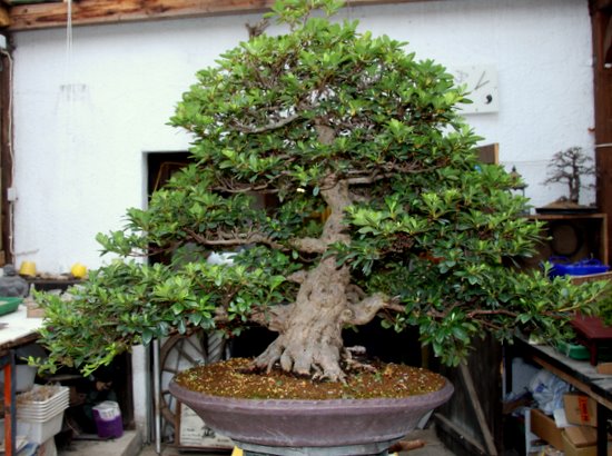 Bonsai 16.07.2011 093.JPG