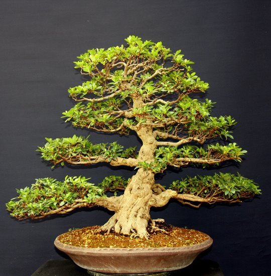 Bonsai 16.07.2011 094.JPG