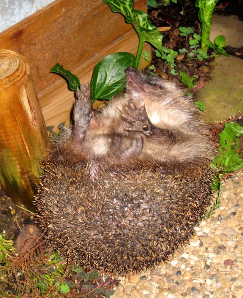 Und in meinem Garten hat es sich Master Iglo gemütlich gemacht.