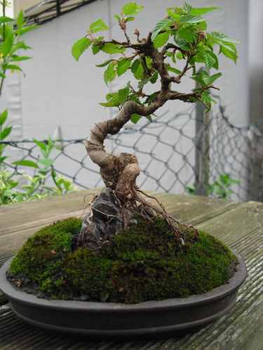 bonsai felsen.JPG