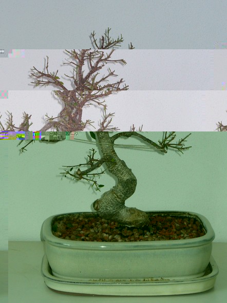 Ficus 062013.JPG