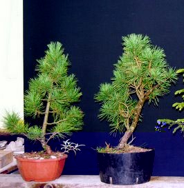 Pinus cembra.jpg