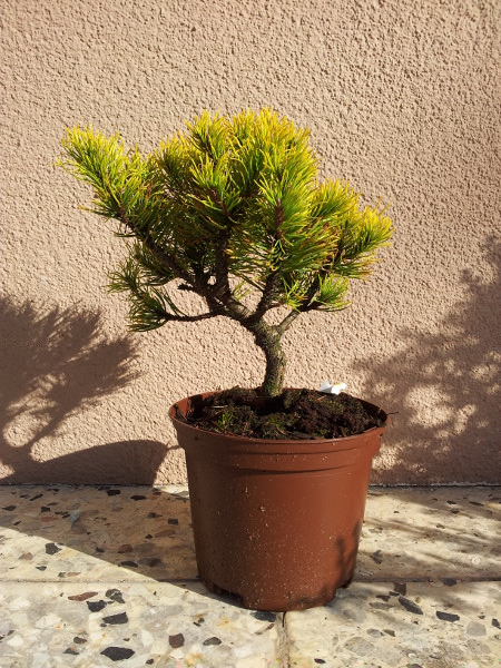 Pinus mugo wintergold 1.jpg