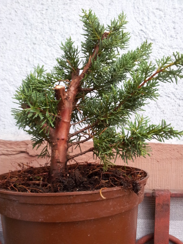 juniperus chin 4.jpg