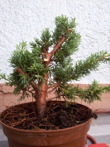 juniperus chin 5.jpg
