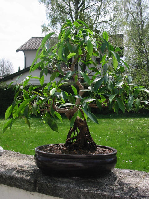 bonsaiforum ficus.jpg