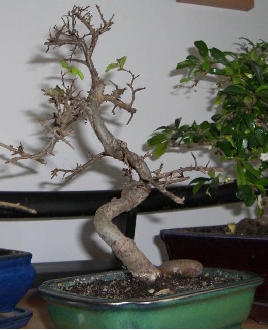 bonsai_problem2.jpg