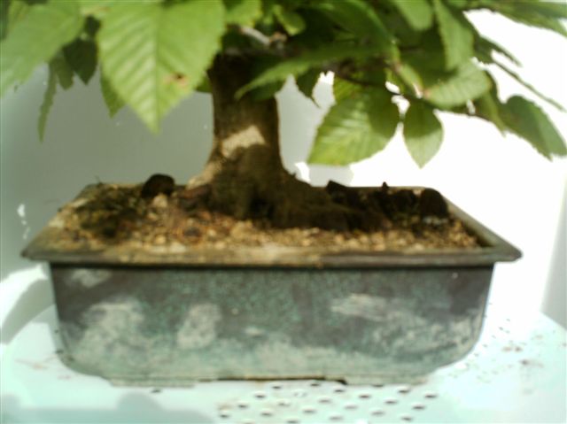 Bonsai-Bilder 004.jpg