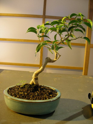 Ficus natal_3.jpg