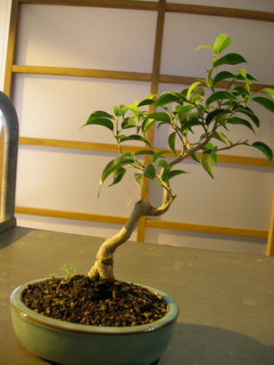 Ficus natal_2.jpg