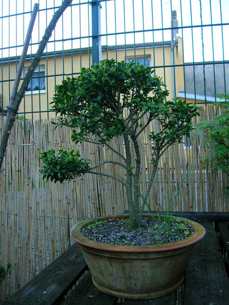 Buxus semp_4.jpg