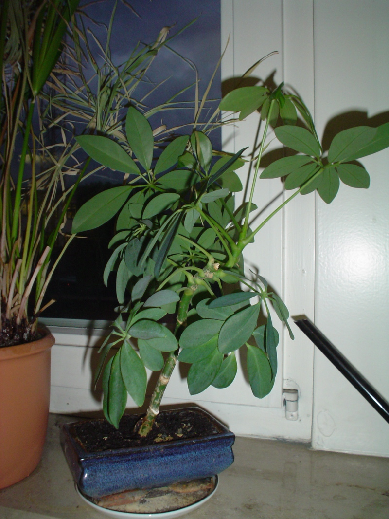 Schefflera-kl.jpg