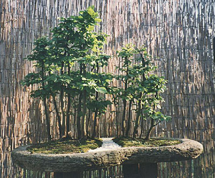 Hainbuche, Heckenpflanzen aus der Baumschule 1998