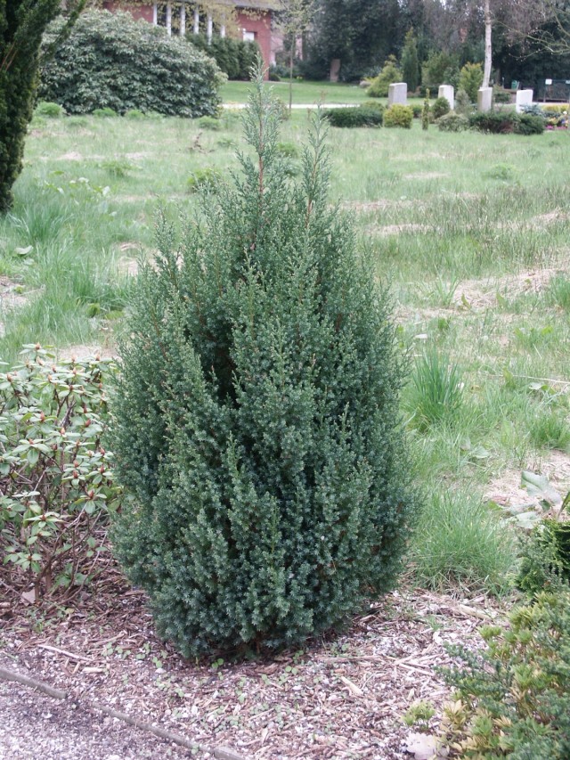 juniperus_chinensis_stricta.jpg