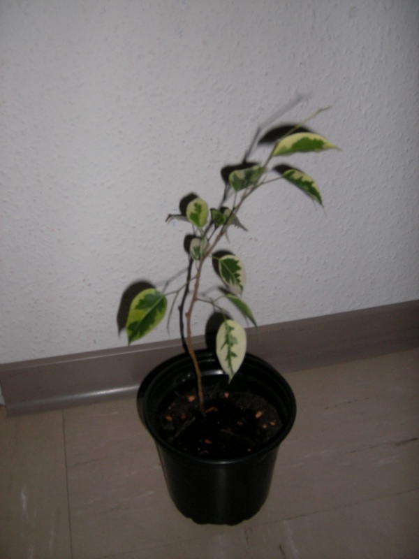 So sah der ficus vor vier monaten aus