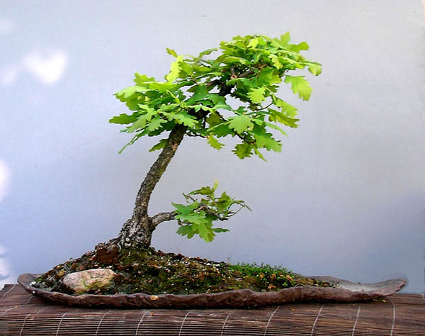 Yamadori 2000