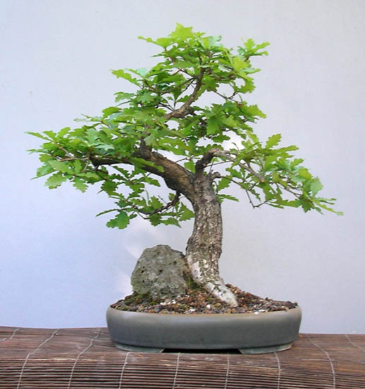 Yamadori 2005