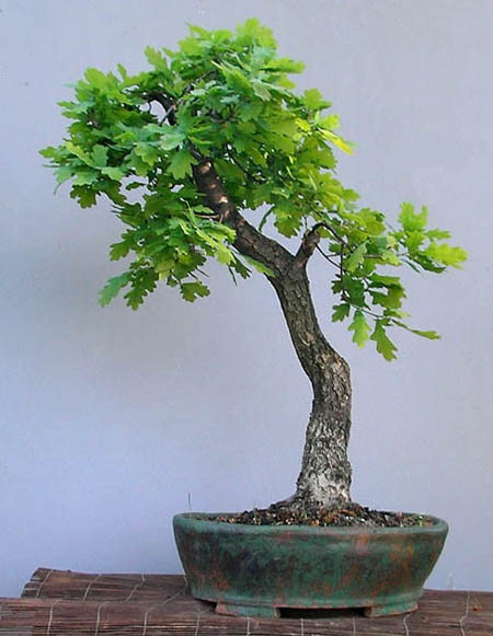 Yamadori 2005