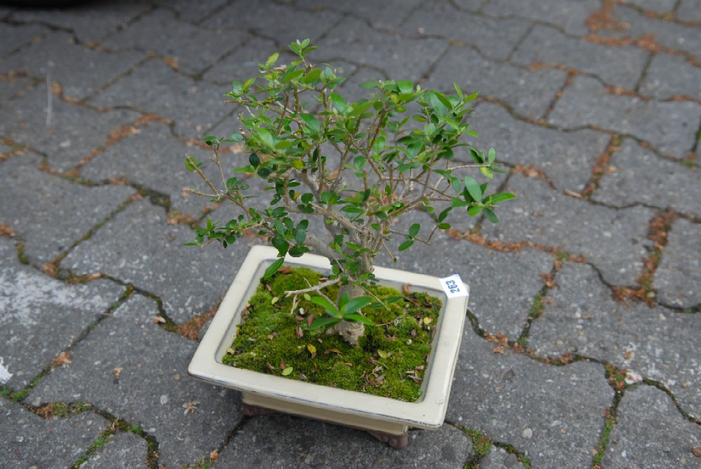 bonsai3.jpg