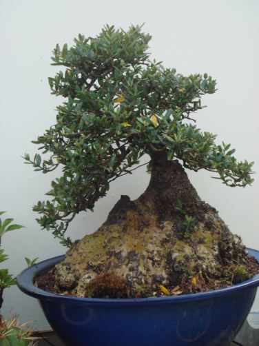 Yamadori