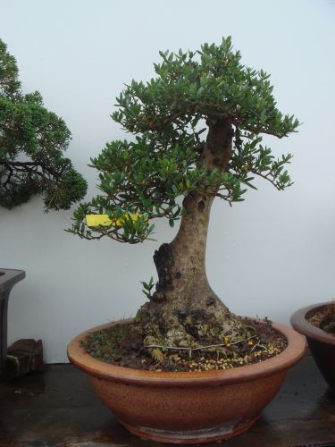 Yamadori