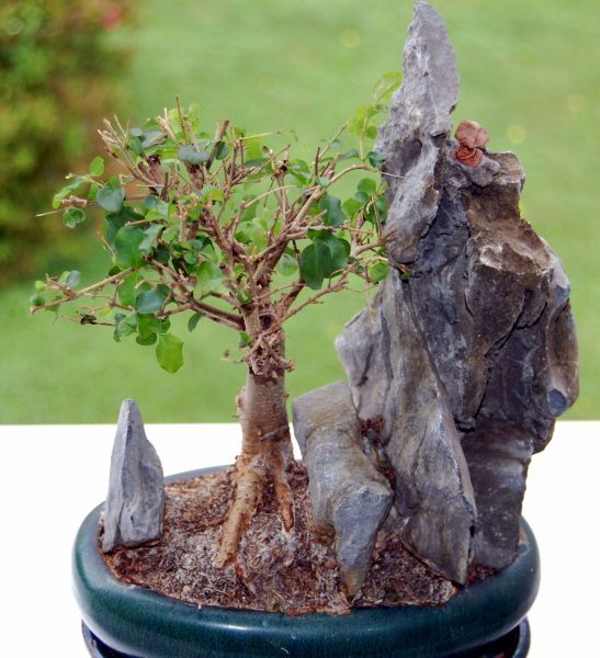 Bonsai1.jpg