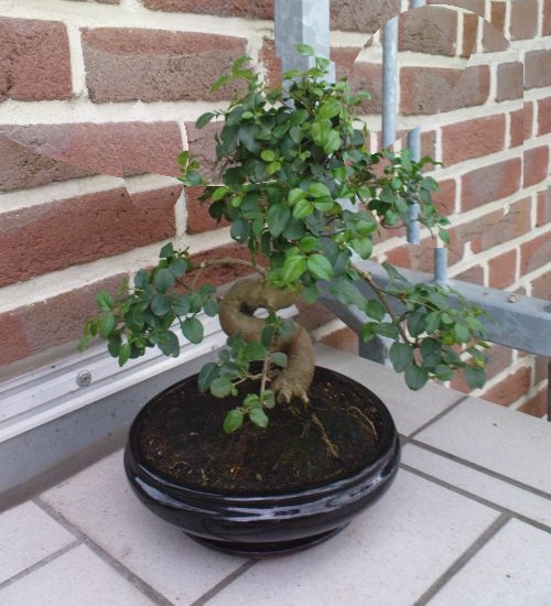 Durch entfernen der ohnehin zu kräftigen Puschel-Krone, würde der Baum kompakter und stimmiger.