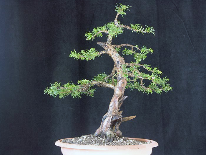 Taxus-4.jpg