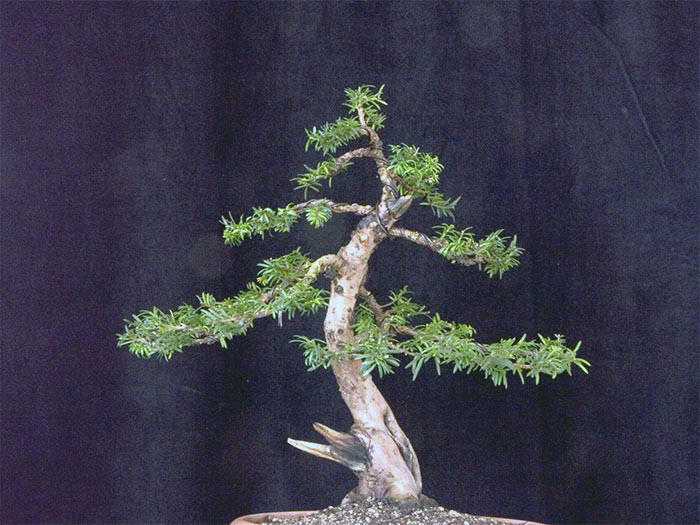 Taxus-3.jpg