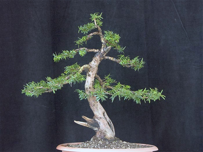 Taxus-1.jpg