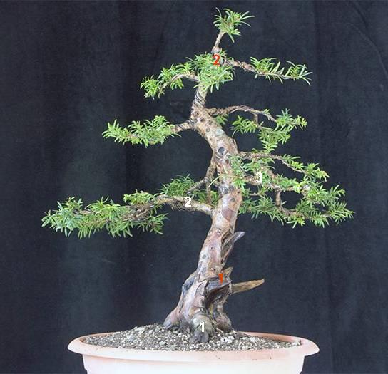 taxus-4_173.jpg