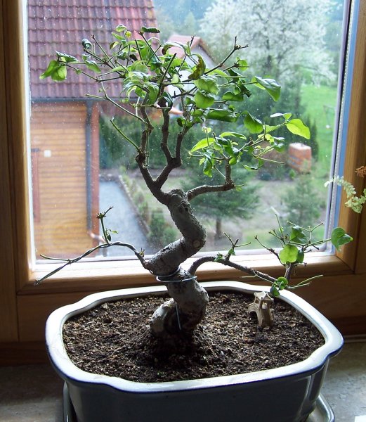 Bonsai9.jpg