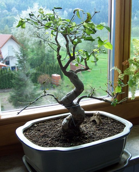 Bonsai8.jpg