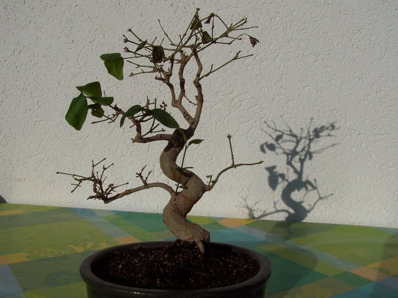 bonsai3.jpg