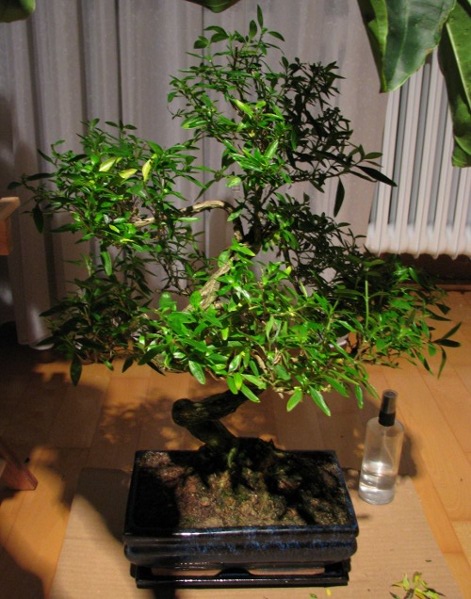 Serissa foetida; ~18 Jahre; ~55cm mit Schale