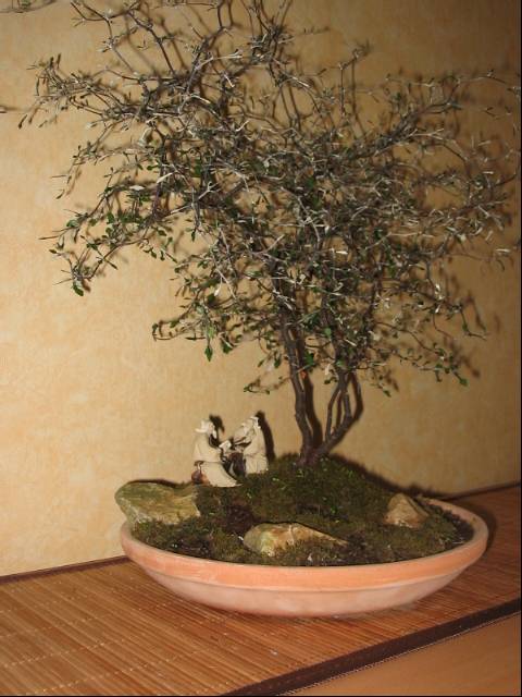 corokia cotoneaster.jpg