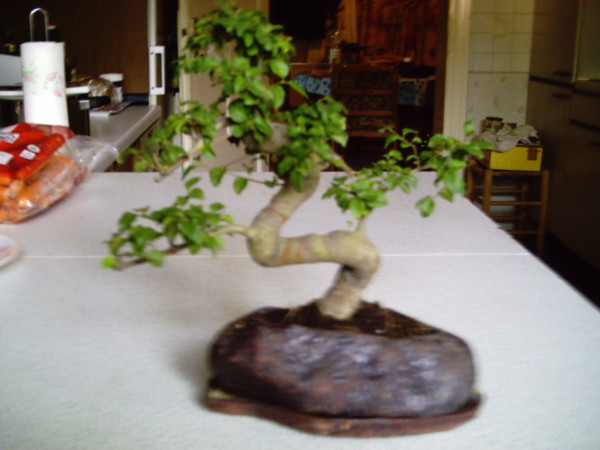 Bonsai groß.JPG