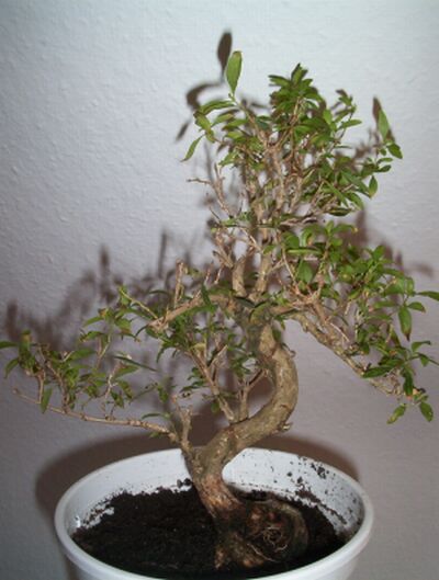 bonsai_0166klein.jpg