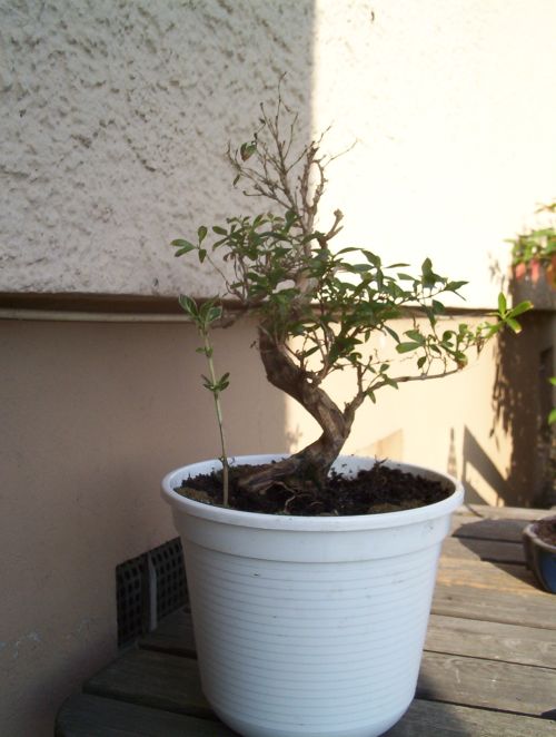 bonsai_0225klein.jpg