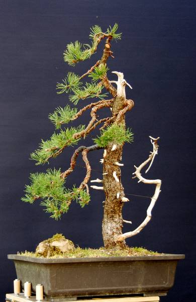 Pinus uncinata ca 200Jahre alt