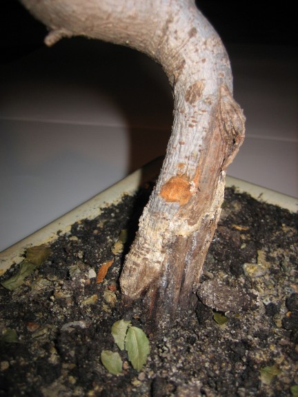 Bonsai 004.jpg