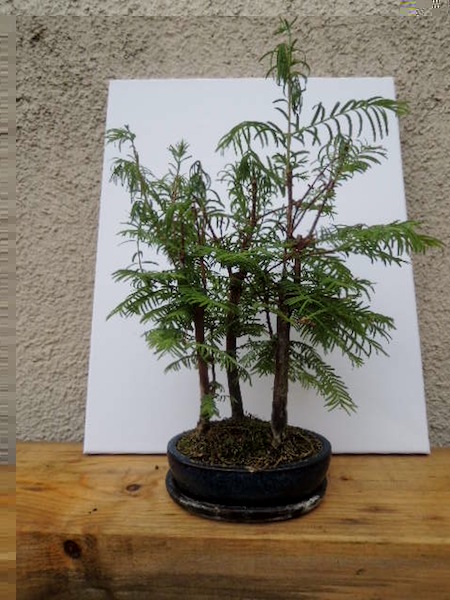 denke das ist ein mammutbaum ( verbessert mich ruhig falls esfalsch ist ... und ja schuldig gartencenter Bonsai aber ich denke man kann da sicher was draus machen :9