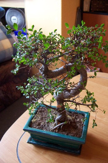 my_bonsai.jpg