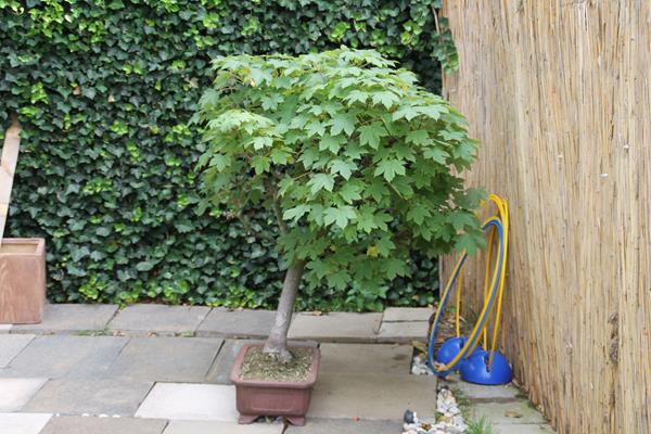 Ich finde, ein wunderschöner Baum, aber sicher muss etwas dran gemacht werden. Er ist vor einem Jahr, als ich ihn bekam, frisch getopft worden und es geht ihm gut.