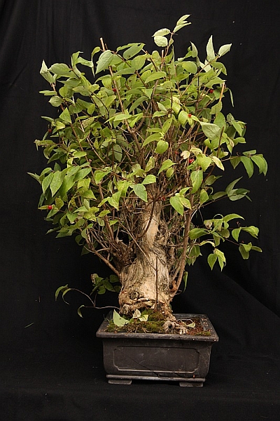 Lonicera_2kl.jpg