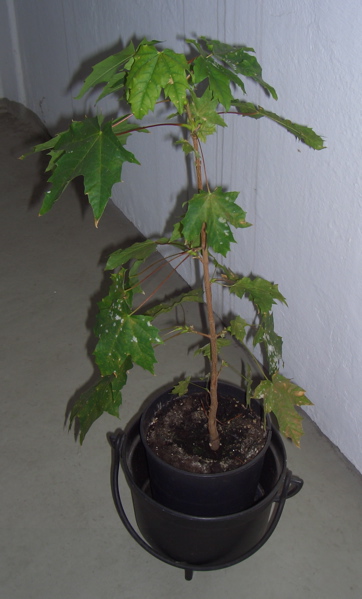 baum-groß.jpg