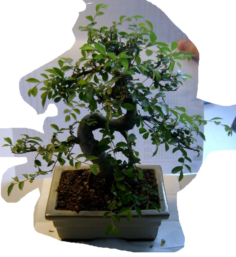 bonsai1.jpg